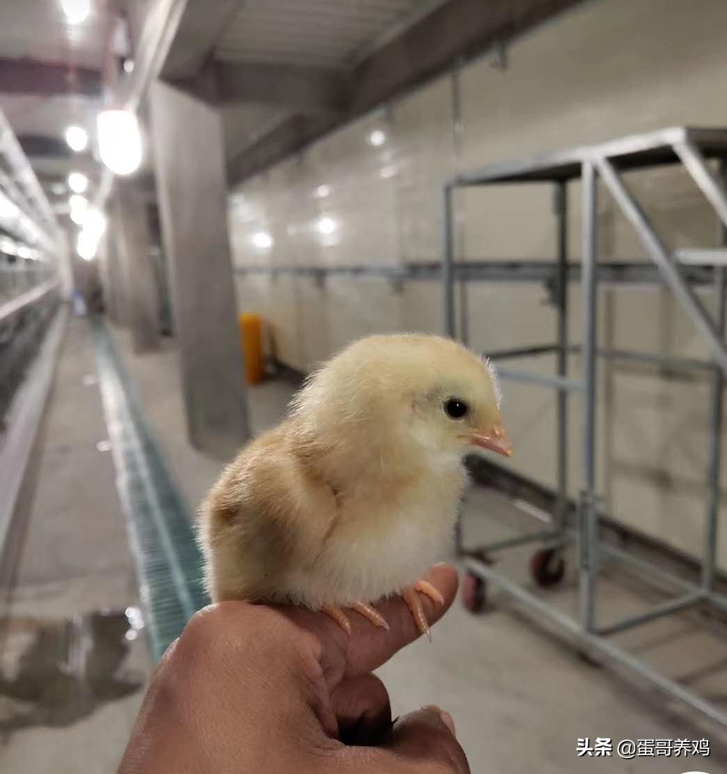 养鸡治霉菌最好最快的方法,如何防控鸡霉菌毒素