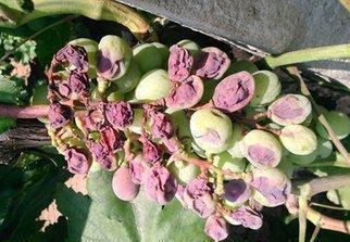 葡萄日灼和气灼的用什么药好,葡萄气灼和日灼是什么意思