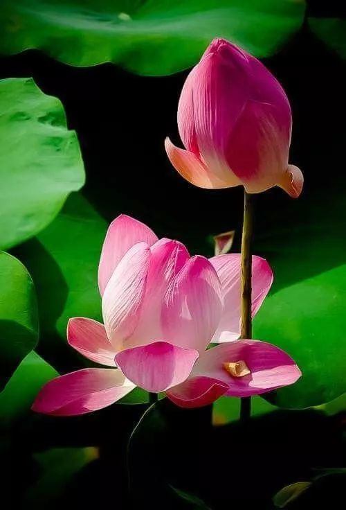 出淤泥而不染荷花之美,如果你是一朵出淤泥而不染的荷花