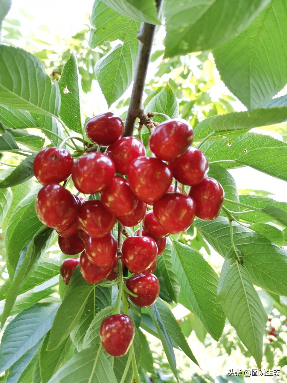 山海关:一沟大樱桃换来半坡别墅