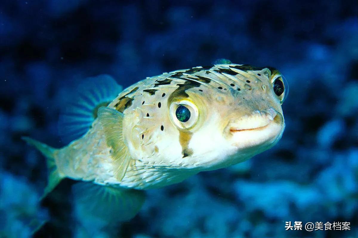 公认最好吃的十种鱼,公认最好吃的20种鱼