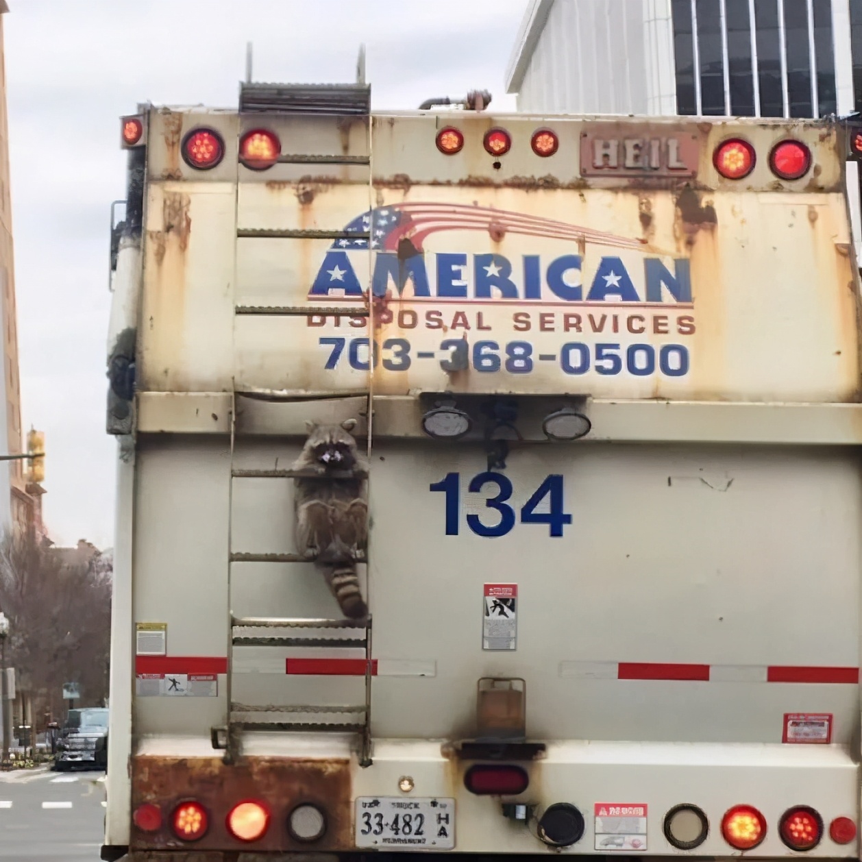 搞笑小浣熊图片,可爱的浣熊图片卡通