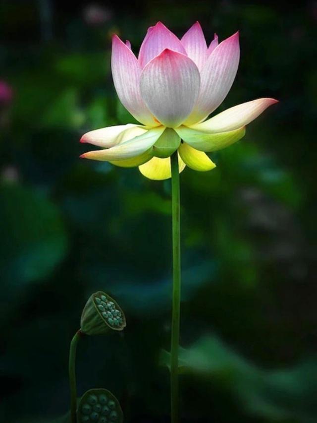 心灵鸡汤经典语录感悟人生正能量,2018感悟人生的说说心灵鸡汤语录