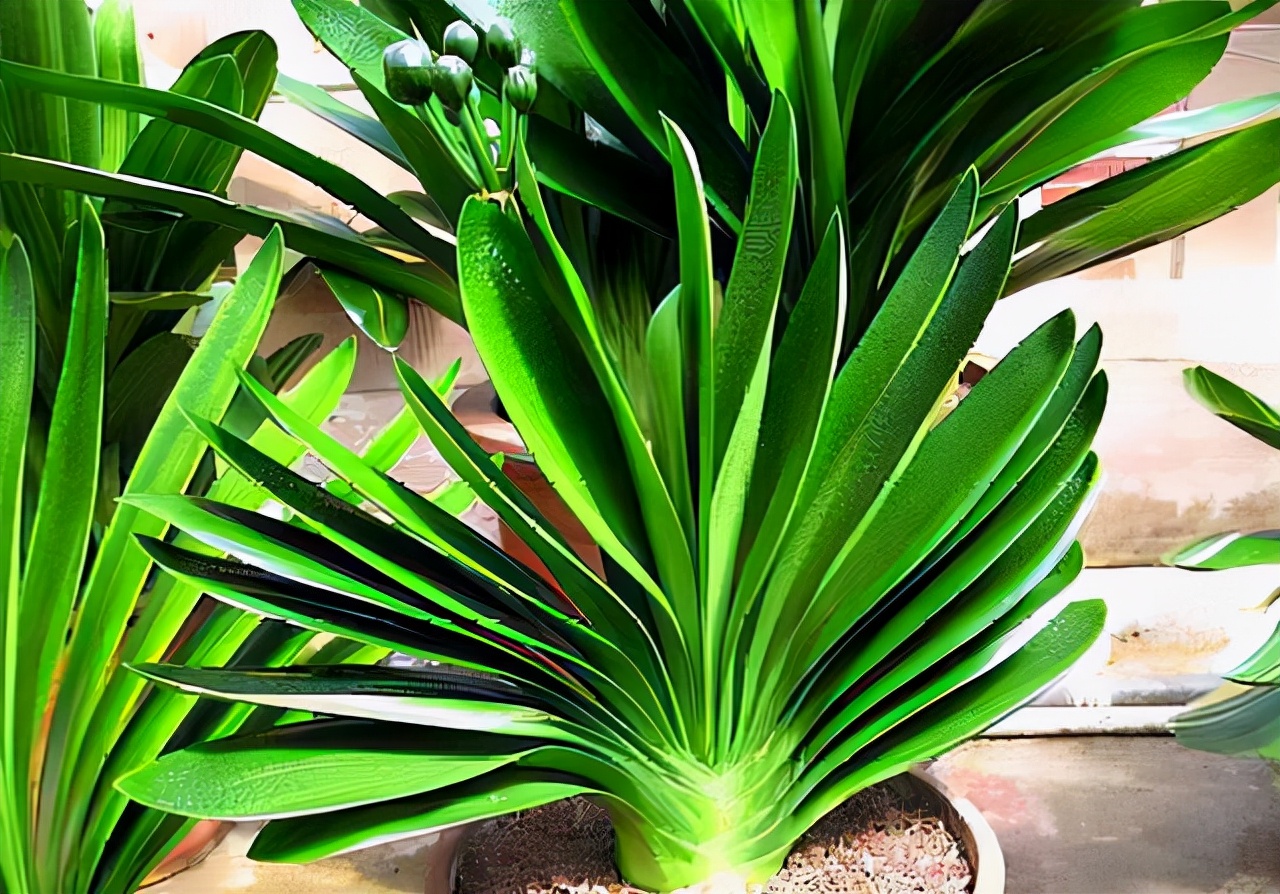 李大姐养君子兰，年年开大花，有吉祥好兆头，原来是她做对5件事