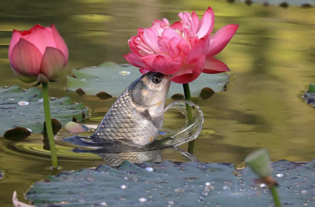 郫都区最好前三个镇排名榜,郫都区排行榜前十名