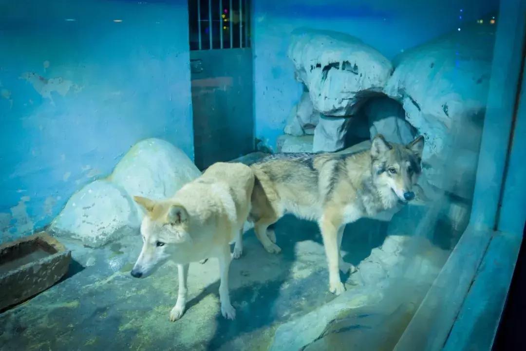 二月份临沂海洋世界主题公园,临沂海洋世界门票哪些人免票