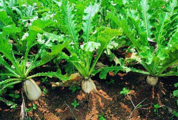萝卜最佳种植季节,现在种植水果萝卜的方法