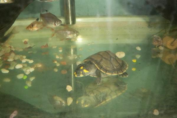 与热带鱼混养的深水龟,小型热带鱼混养龟推荐