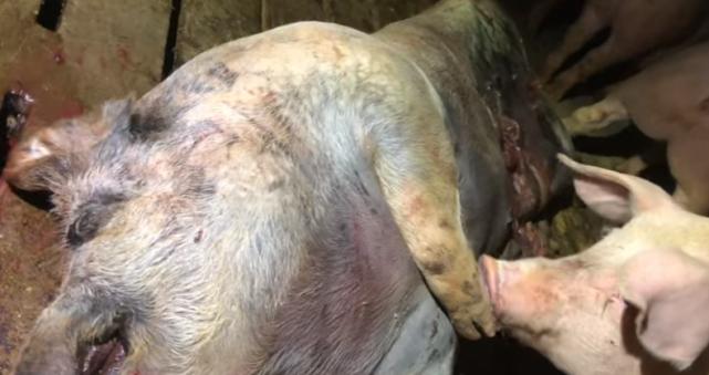 养猪场恐怖视频,养猪场杀猪猪的反应