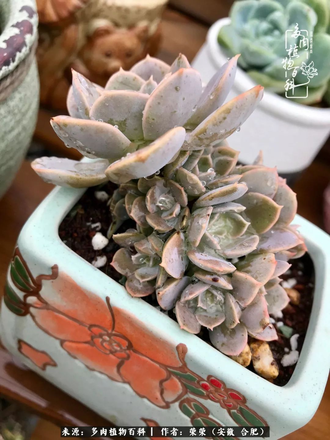 入秋后多肉是露养好还是室内养好,入夏后露养的多肉要搬进室内吗