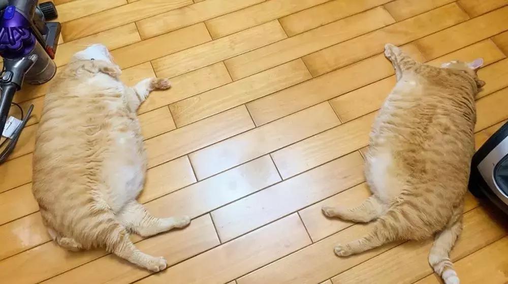 橘猫和兄妹的日常,橘猫兄妹最新视频大全