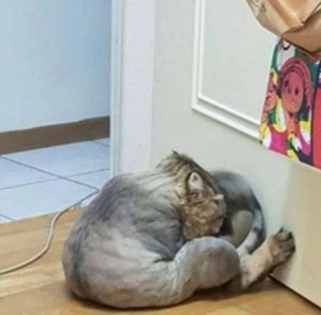 当猫咪剃了毛之后,春天猫咪剃了毛一直发抖