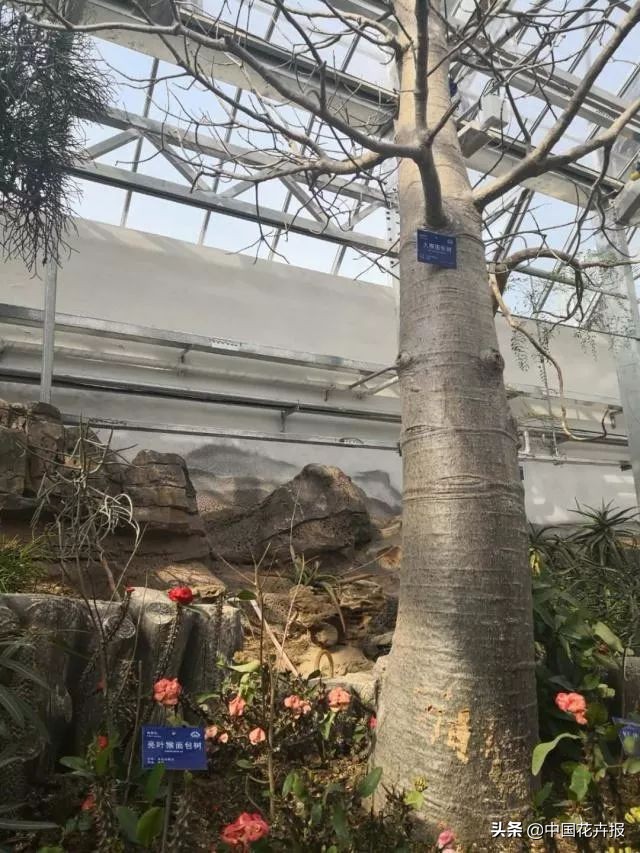 从小就觉得面包树上结的是“面包”？你只差一个亲眼看看的机会