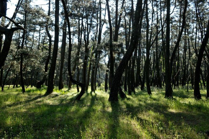 黑松盆景冬天能放到暖气房吗,黑松盆景种家里对风水好不好