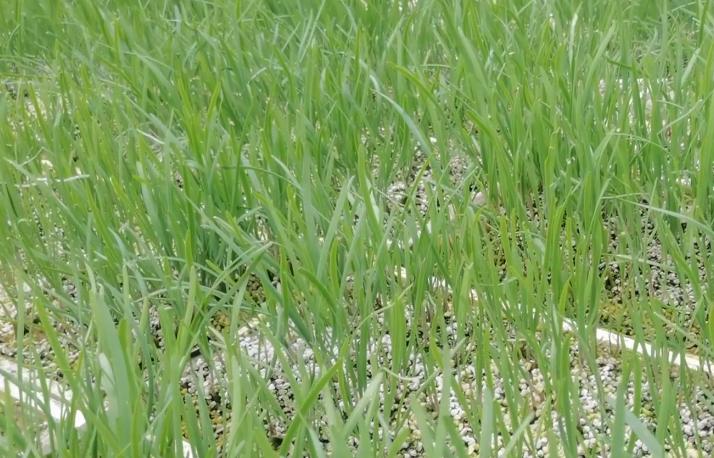 韭菜现在防菌防虫打什么药,阳台种韭菜怎样防虫