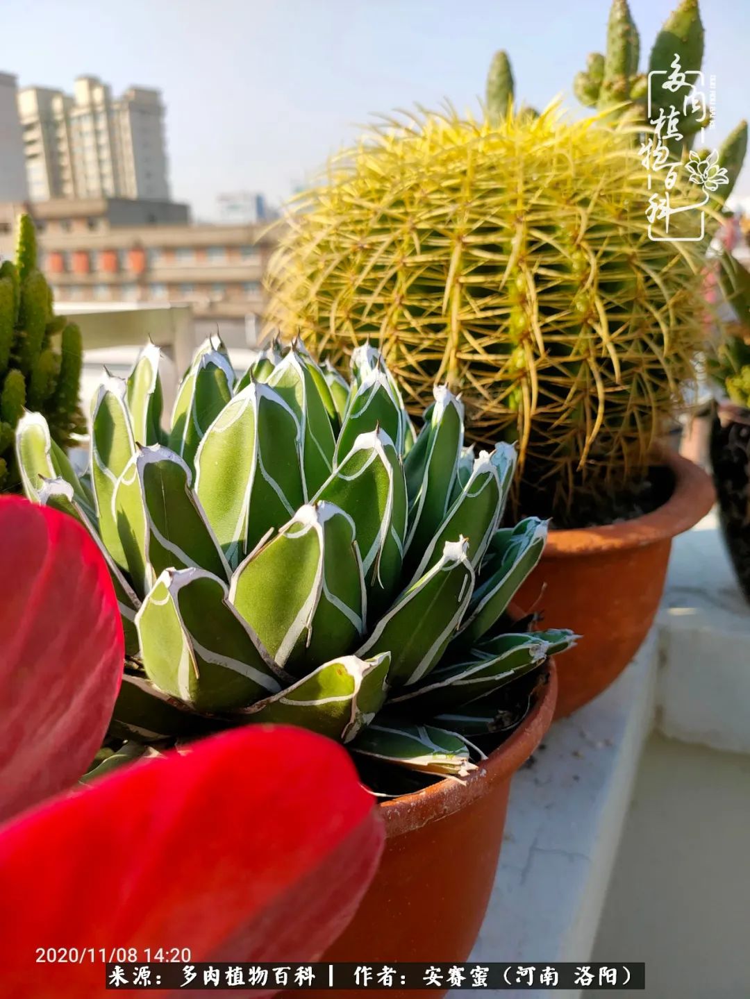 现在是多肉最美的季节,多肉最美的季节来啦