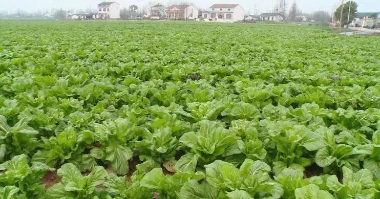 黄建芳的小视频,黄建芳湖南嘉禾人