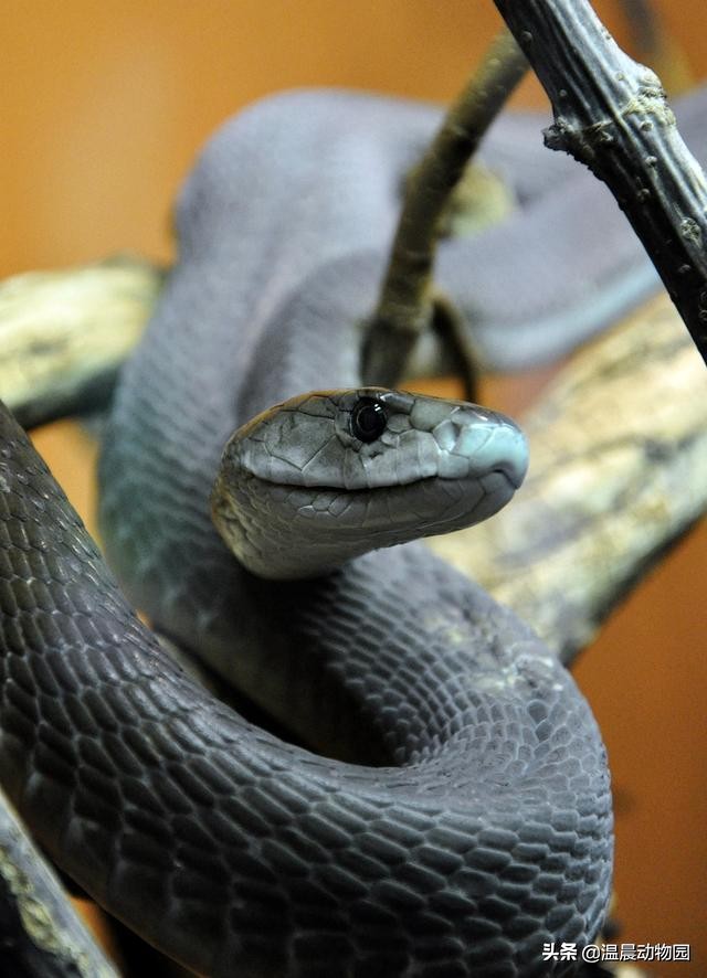 被黑曼巴咬伤真实案件,假如被黑曼巴蛇咬了该咋办