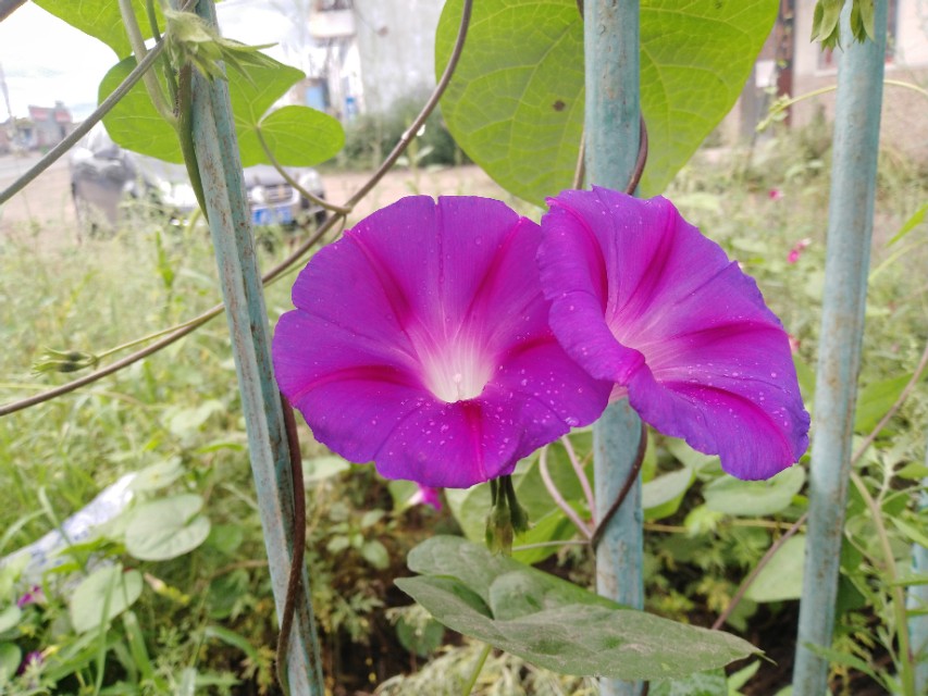 可爱的牵牛花作文400字,可爱的牵牛花的作文300字