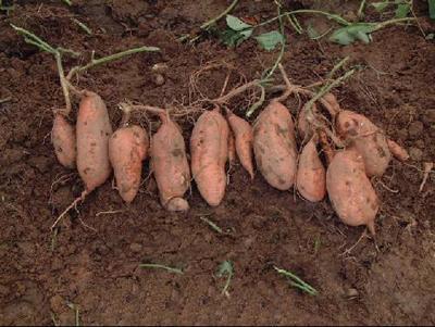 红薯害虫图片大全,红薯象甲虫的防治