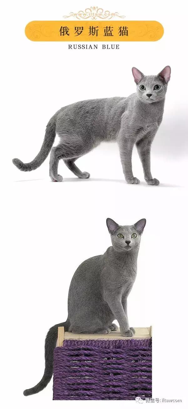 搜猫咪各种图片,世界猫咪图录