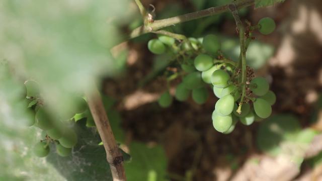 自家葡萄长得不美观什么原因,为什么自家种的葡萄不容易一起熟