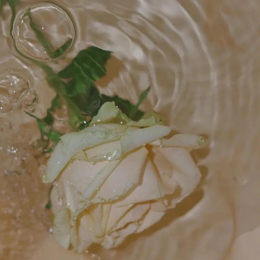 “浪漫黄玫瑰背景：玫瑰配你才浪漫，电影和你才好看”