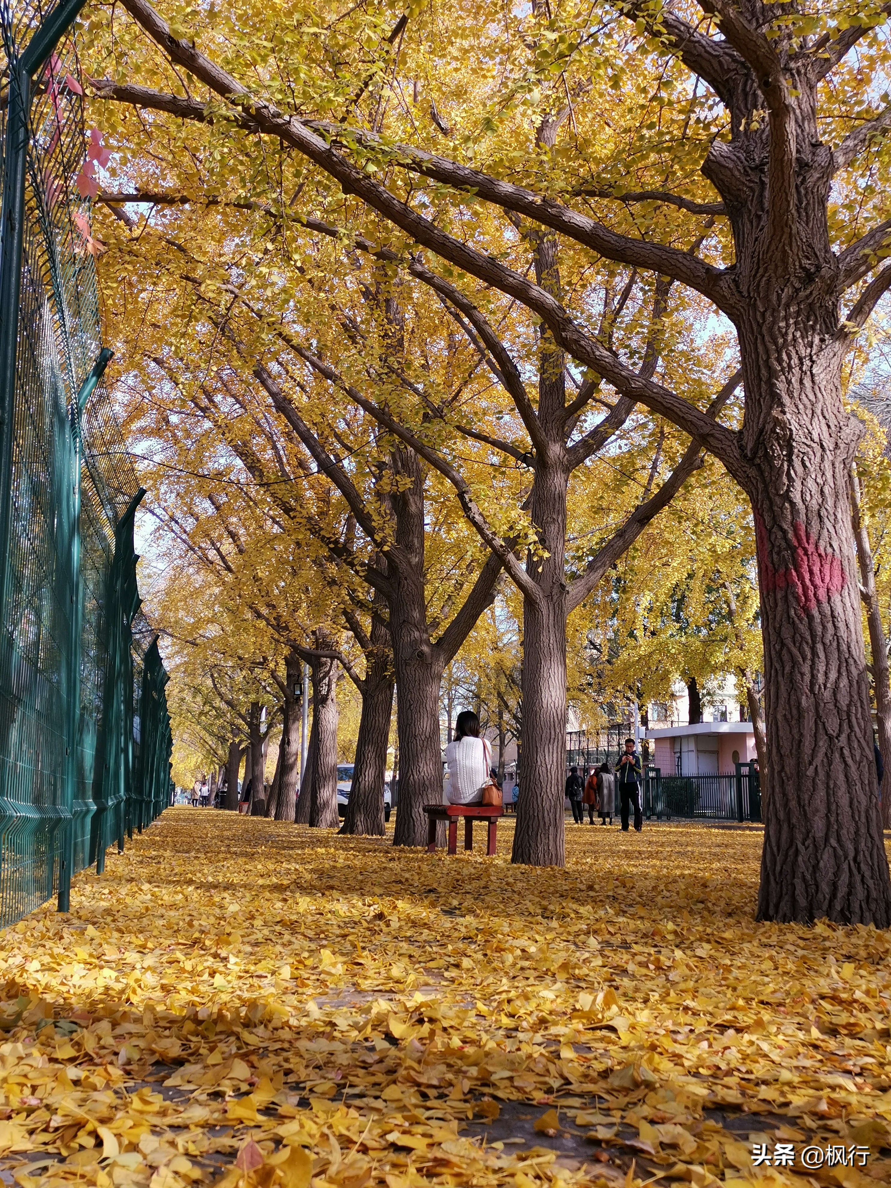 北京18个看银杏的好地方在哪,北京八大处看银杏攻略