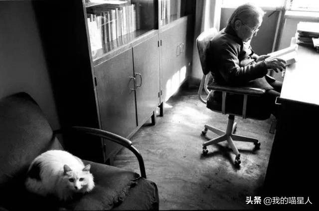 猫的魅力有多大？就连著名作家冰心奶奶也是资深“猫奴”