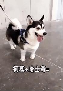 柯基和柯基生出的宝宝长得像吗,来看看柯基强大的基因