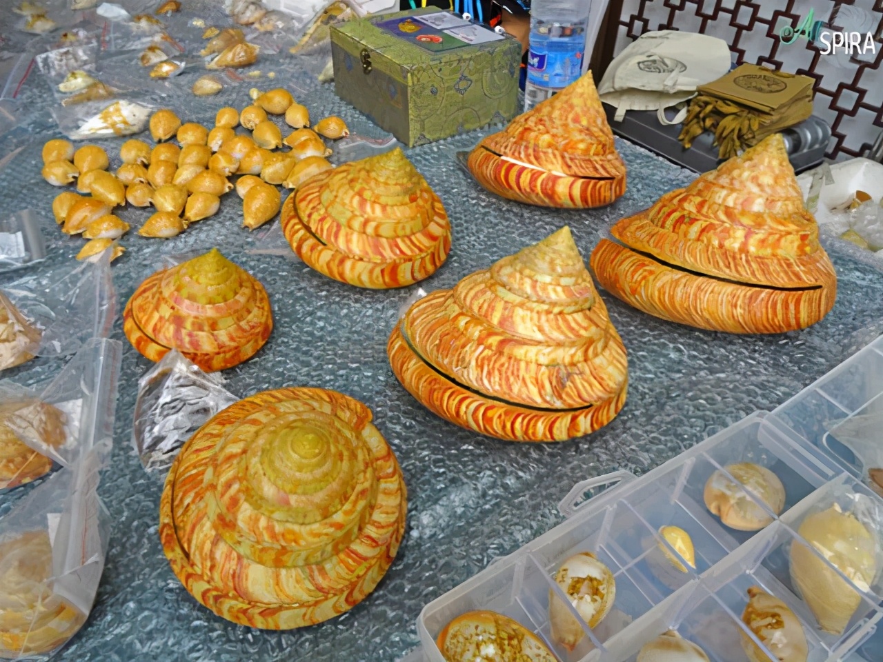 曾经能买一幢楼的钱，被拿去买了一只螺