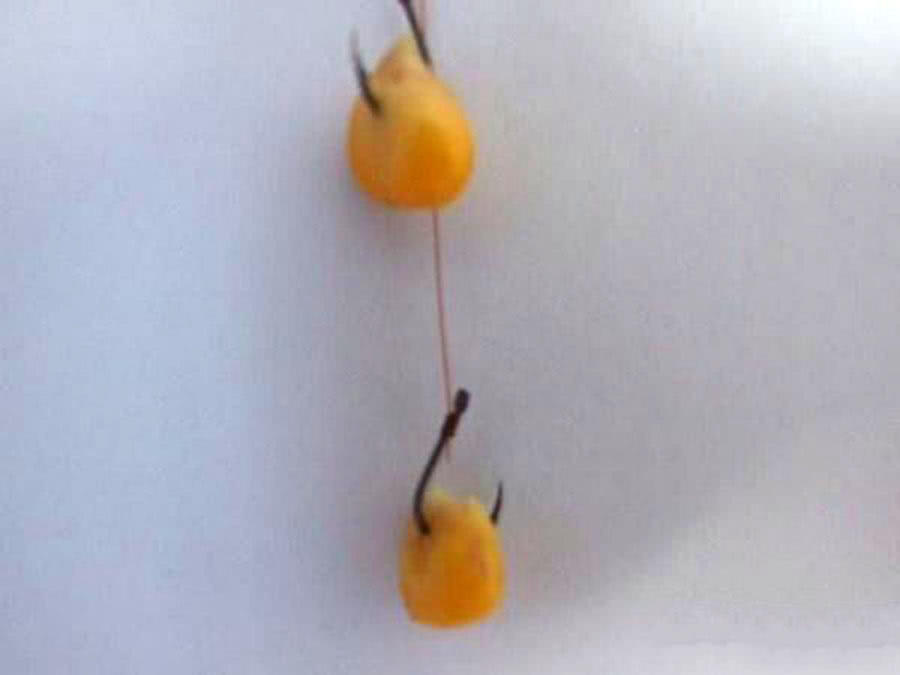 用玉米钓鱼总是空军,为什么用玉米老是钓鲤鱼