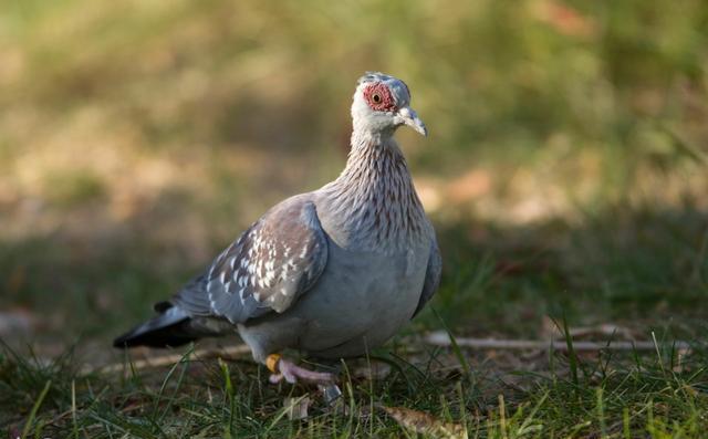 赛鸽冬季防病的最新方法,如何做好冬季赛鸽的管理