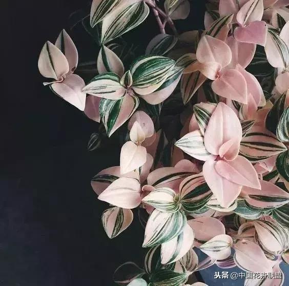 打翻了调色盘的花,打翻了调色盘的美景