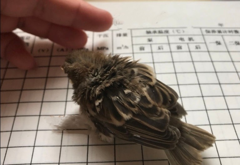 快成年的麻雀幼鸟一天喂几条虫子,刚长出毛的麻雀幼鸟怎么喂