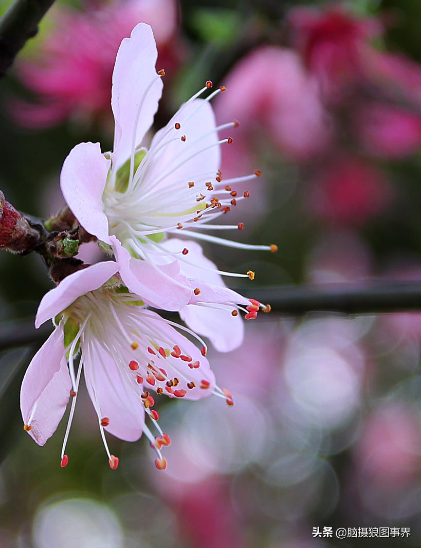 佳能18-55mm镜头，能拍出浅景深的花卉照片吗？如何拍摄？