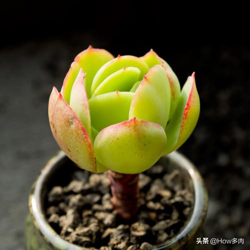 碧桃多肉老桩怎么养,碧桃多肉老桩怎么养护