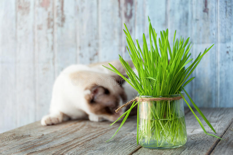 新领养猫不吃怎么办,新领养的小猫不吃猫粮怎么办