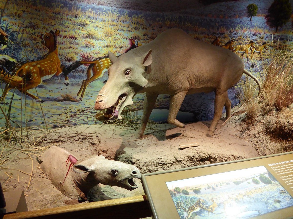 猪不同阶段都需要什么,为什么猪能活到现在