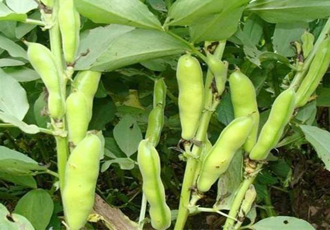 蚕豆春季种植方法全过程,春季蚕豆种植时间和温度