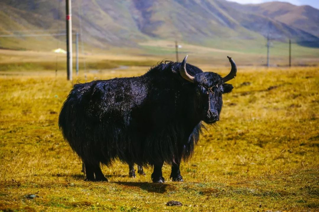 论起亲戚间的年礼，那个个都是”戏精“