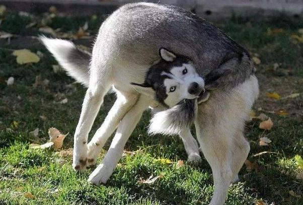 狗狗发出什么声音是求救信号,狗狗求救的8种信号铲屎官自查