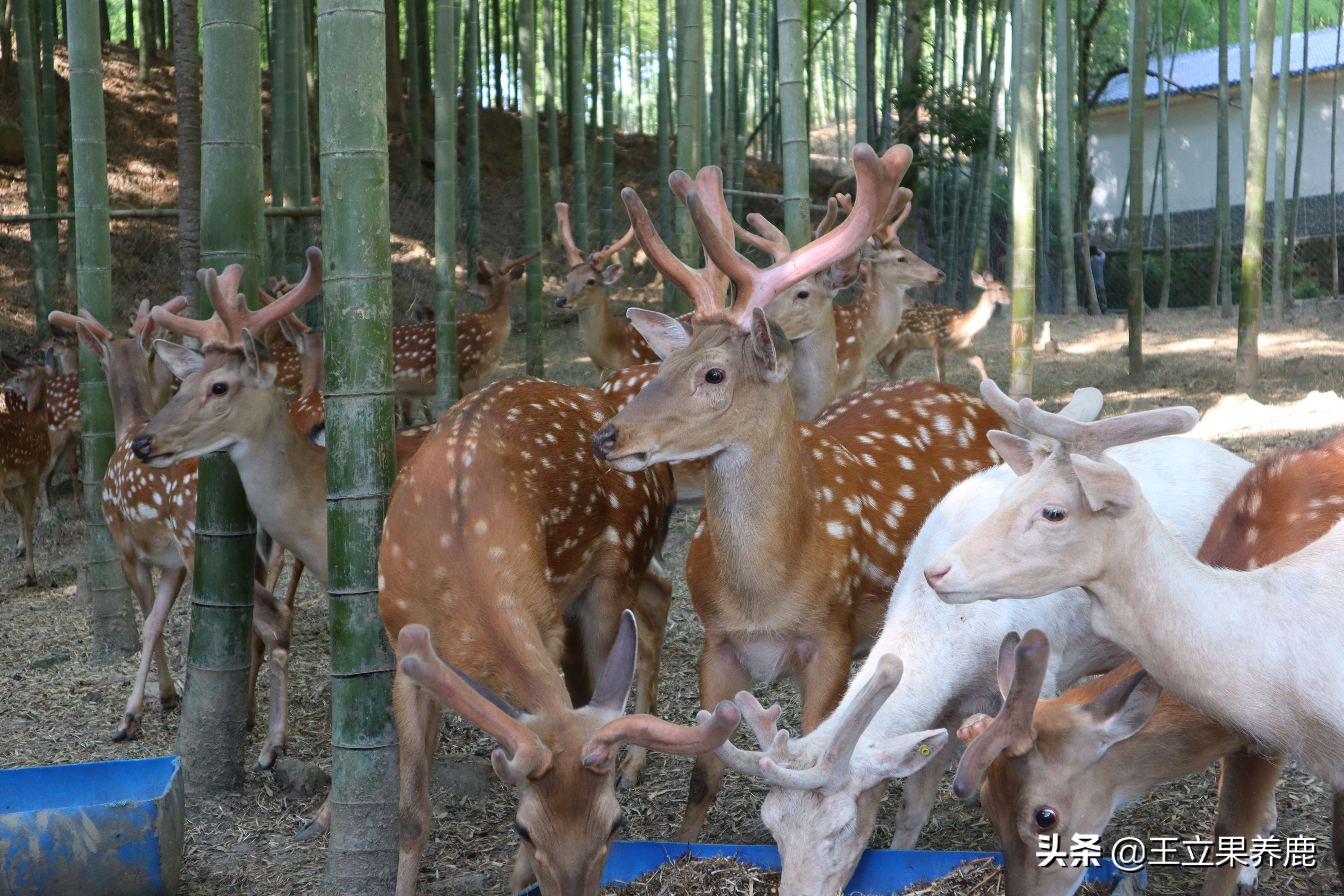 养鹿圈养好还是散养好,散养和圈养哪个利润高