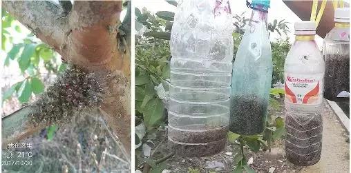 桔小实蝇发生与分布,防治桔大实蝇