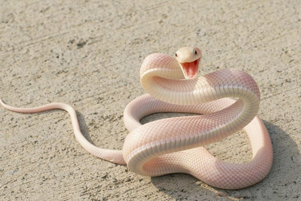 捕蛇奇人,河南奇人李群抓蛇