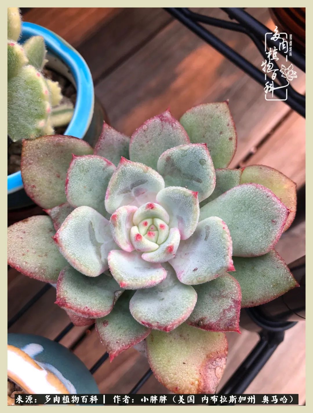 多肉小白入坑攻略,多肉中的鄙视链