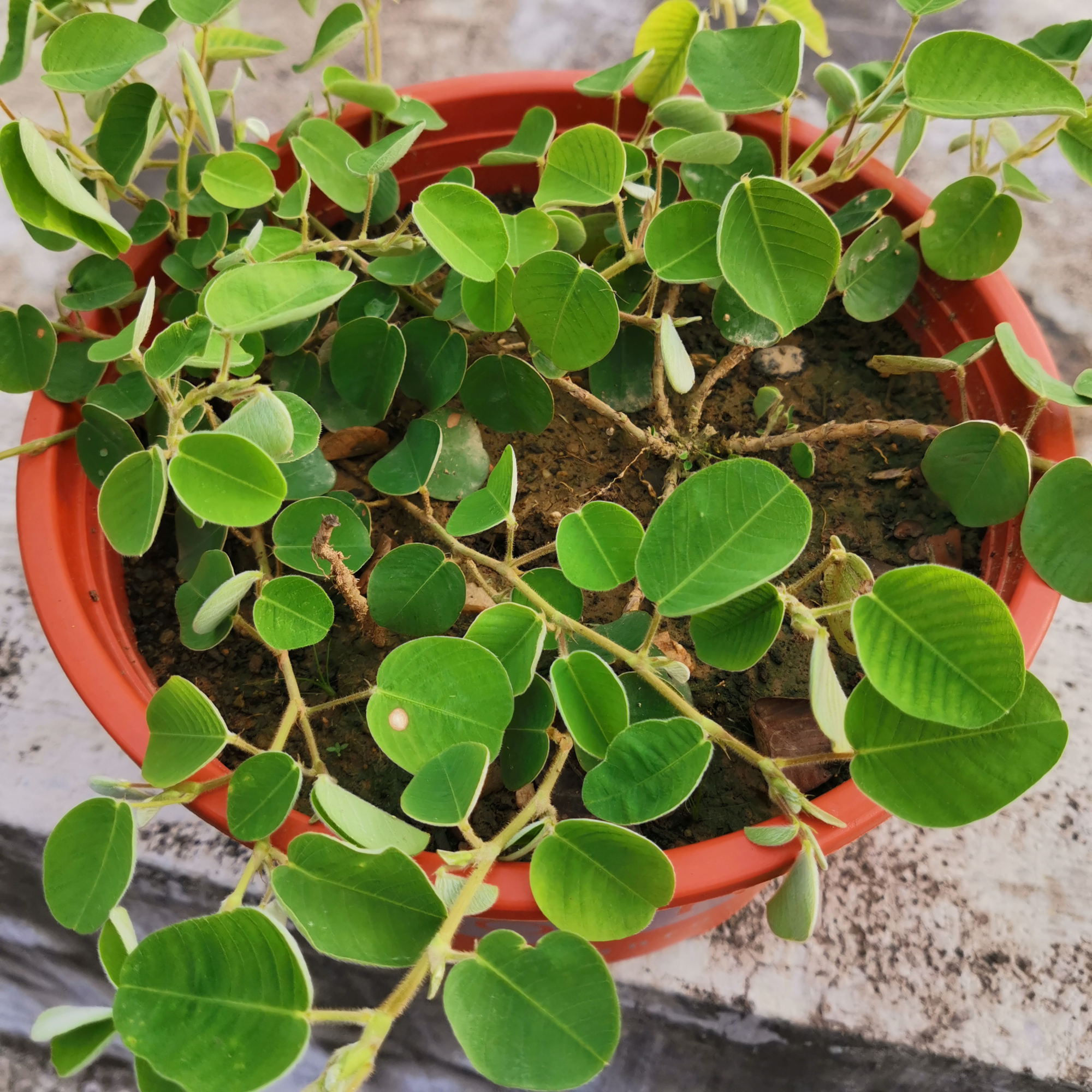 金钱草盆栽能吃吗,金钱草有净化空气的作用吗