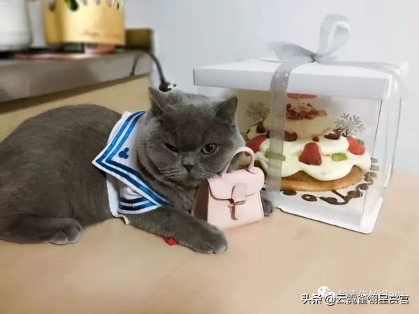 超好看的宠物包,好看又大的宠物包