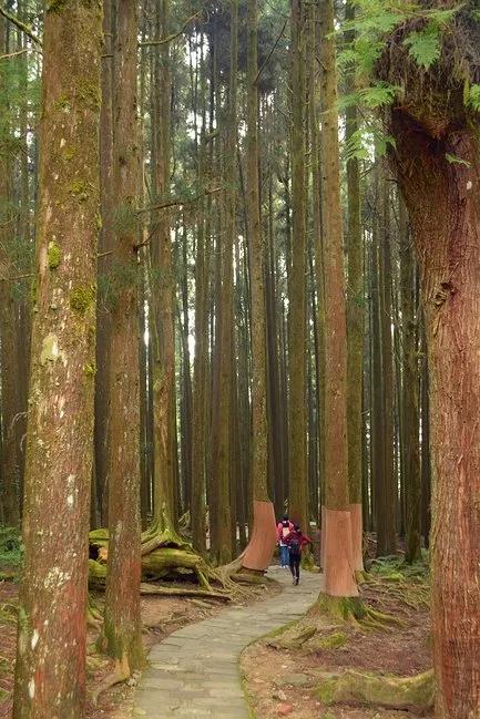 宝岛阿里山风景,山水风景台湾阿里山