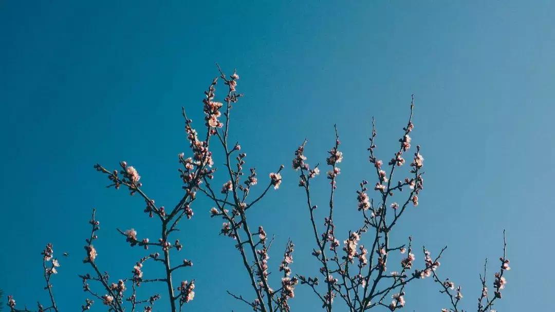 关于诗酒花茶的诗,诗酒花茶赴余生